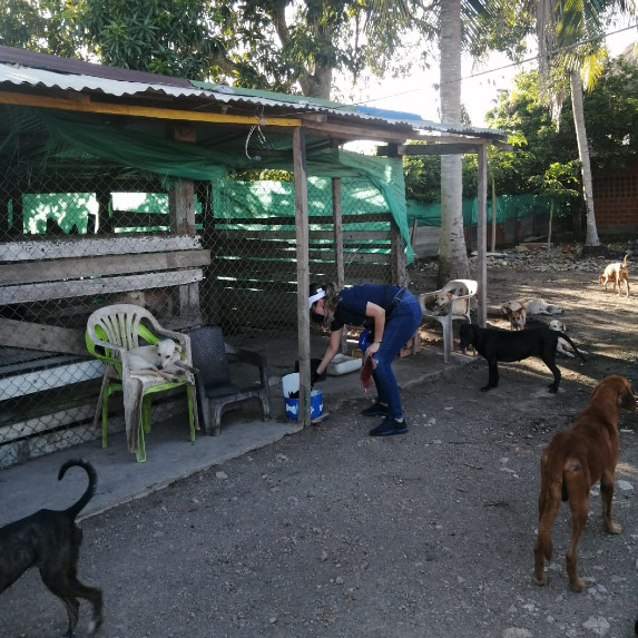 Hogar animal en Montería